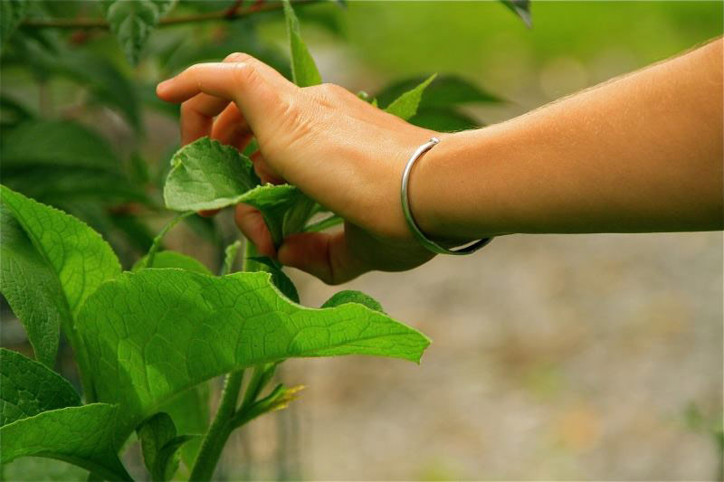 1-Cueillette-plante-sauvage 1-Cueillette-plante-sauvage